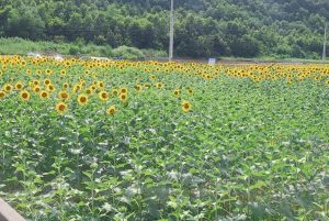 교동 고구 연꽃 & 난정 해바라기 축제